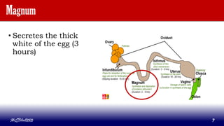 Magnum
• Secretes the thick
white of the egg (3
hours)
MLBibat2020 7
 