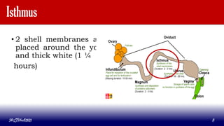 Isthmus
• 2 shell membranes are
placed around the yolk
and thick white (1 ¼
hours)
MLBibat2020 8
 
