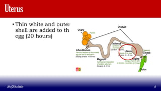 Uterus
• Thin white and outer
shell are added to the
egg (20 hours)
MLBibat2020 9
 