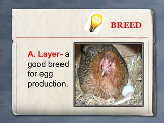 BREED
A. Layer- a
good breed
for egg
production.

 