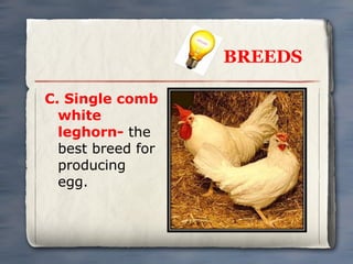 BREEDS
C. Single comb
white
leghorn- the
best breed for
producing
egg.

 