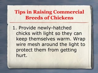 Tips in Raising Commercial
Breeds of Chickens
1. Provide newly-hatched
chicks with light so they can
keep themselves warm. Wrap
wire mesh around the light to
protect them from getting
hurt.

 