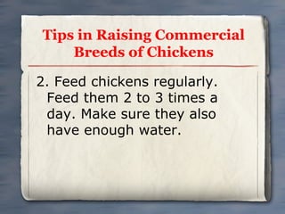 Tips in Raising Commercial
Breeds of Chickens
2. Feed chickens regularly.
Feed them 2 to 3 times a
day. Make sure they also
have enough water.

 