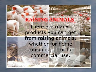 RAISING ANIMALS
There are many
products you can get
from raising animals,
whether for home
consumption or for
commercial use.

 