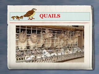 QUAILS

 