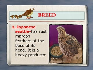 BREED
A. Japanese
seattle-has rust

maroon
feathers at the
base of its
head. It is a
heavy producer.

 