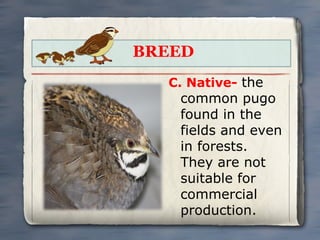BREED
C. Native- the

common pugo
found in the
fields and even
in forests.
They are not
suitable for
commercial
production.

 