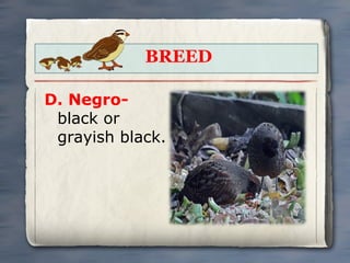BREED
D. Negroblack or
grayish black.

 