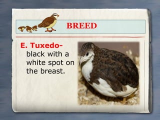 BREED
E. Tuxedoblack with a
white spot on
the breast.

 