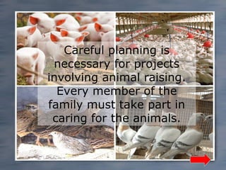 Careful planning is
necessary for projects
involving animal raising.
Every member of the
family must take part in
caring for the animals.

 