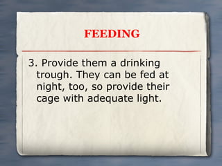 FEEDING
3. Provide them a drinking
trough. They can be fed at
night, too, so provide their
cage with adequate light.

 