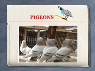 PIGEONS

 