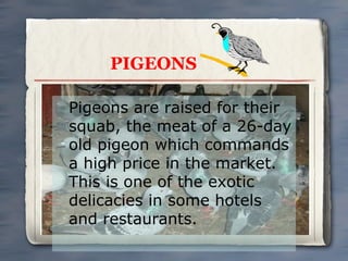 PIGEONS
Pigeons are raised for their
squab, the meat of a 26-day
old pigeon which commands
a high price in the market.
This is one of the exotic
delicacies in some hotels
and restaurants.

 