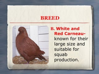 BREED
B. White and
Red Carneau-

known for their
large size and
suitable for
squab
production.

 
