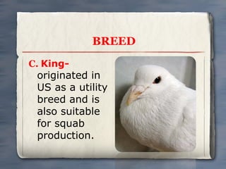BREED
C. King-

originated in
US as a utility
breed and is
also suitable
for squab
production.

 