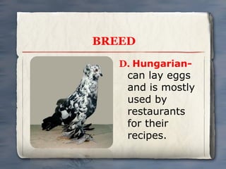 BREED
D. Hungarian-

can lay eggs
and is mostly
used by
restaurants
for their
recipes.

 