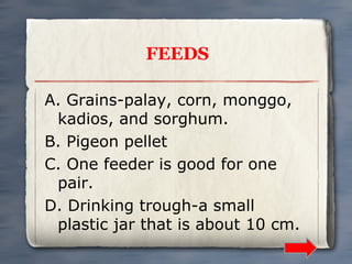 FEEDS
A. Grains-palay, corn, monggo,
kadios, and sorghum.
B. Pigeon pellet
C. One feeder is good for one
pair.
D. Drinking trough-a small
plastic jar that is about 10 cm.

 