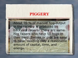 PIGGERY
About 70 % of manual hog output
in the country is produced by
backyard raisers. There are some
hog raisers who have 50 hogs in
their herd. Swines or pigs are easy
to raise, needing only a reasonable
amount of capital, time, and
energy.

 