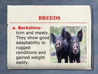 BREEDS
a. Berkshiretrim and meaty.
They show good
adaptability to
rugged
conditions and
gained weight
easily.

 