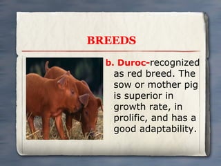 BREEDS
b. Duroc-recognized

as red breed. The
sow or mother pig
is superior in
growth rate, in
prolific, and has a
good adaptability.

 