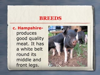 BREEDS
c. Hampshire-

produces
good quality
meat. It has
a white belt
round its
middle and
front legs.

 