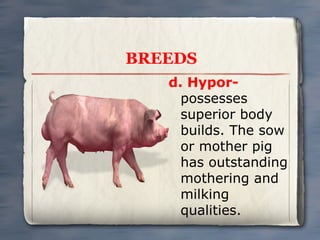 BREEDS
d. Hyporpossesses
superior body
builds. The sow
or mother pig
has outstanding
mothering and
milking
qualities.

 