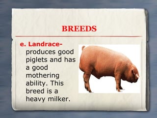 BREEDS
e. Landrace-

produces good
piglets and has
a good
mothering
ability. This
breed is a
heavy milker.

 