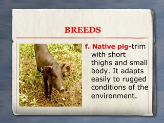 BREEDS
f. Native pig-trim

with short
thighs and small
body. It adapts
easily to rugged
conditions of the
environment.

 