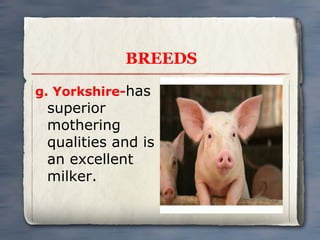BREEDS
g. Yorkshire-has

superior
mothering
qualities and is
an excellent
milker.

 