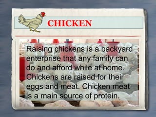 CHICKEN
Raising chickens is a backyard
enterprise that any family can
do and afford while at home.
Chickens are raised for their
eggs and meat. Chicken meat
is a main source of protein.

 