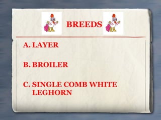 BREEDS
A. LAYER
B. BROILER
C. SINGLE COMB WHITE
LEGHORN

 