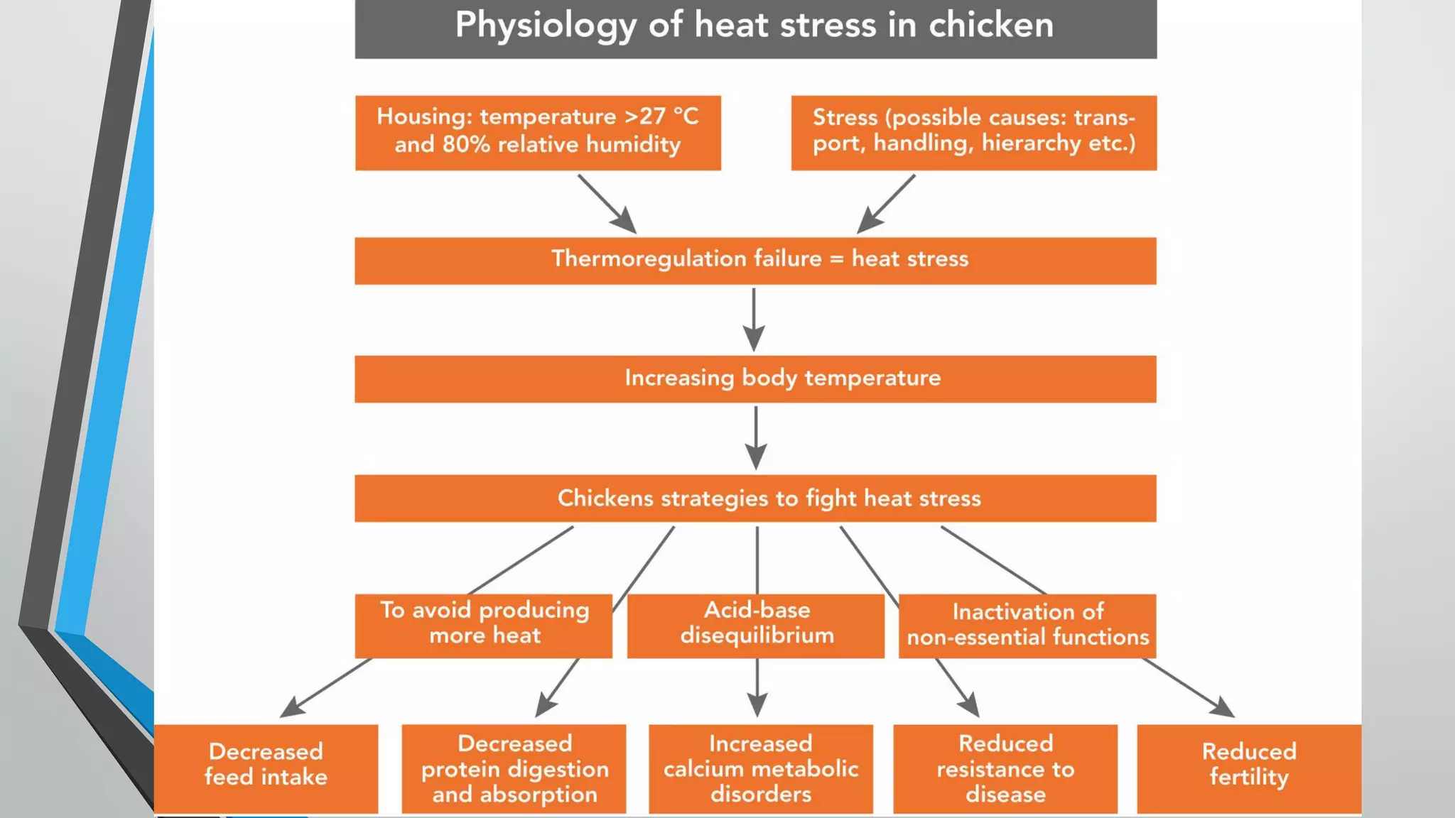 Poultry response, behavior and thermoregulation under heat stress | PDF