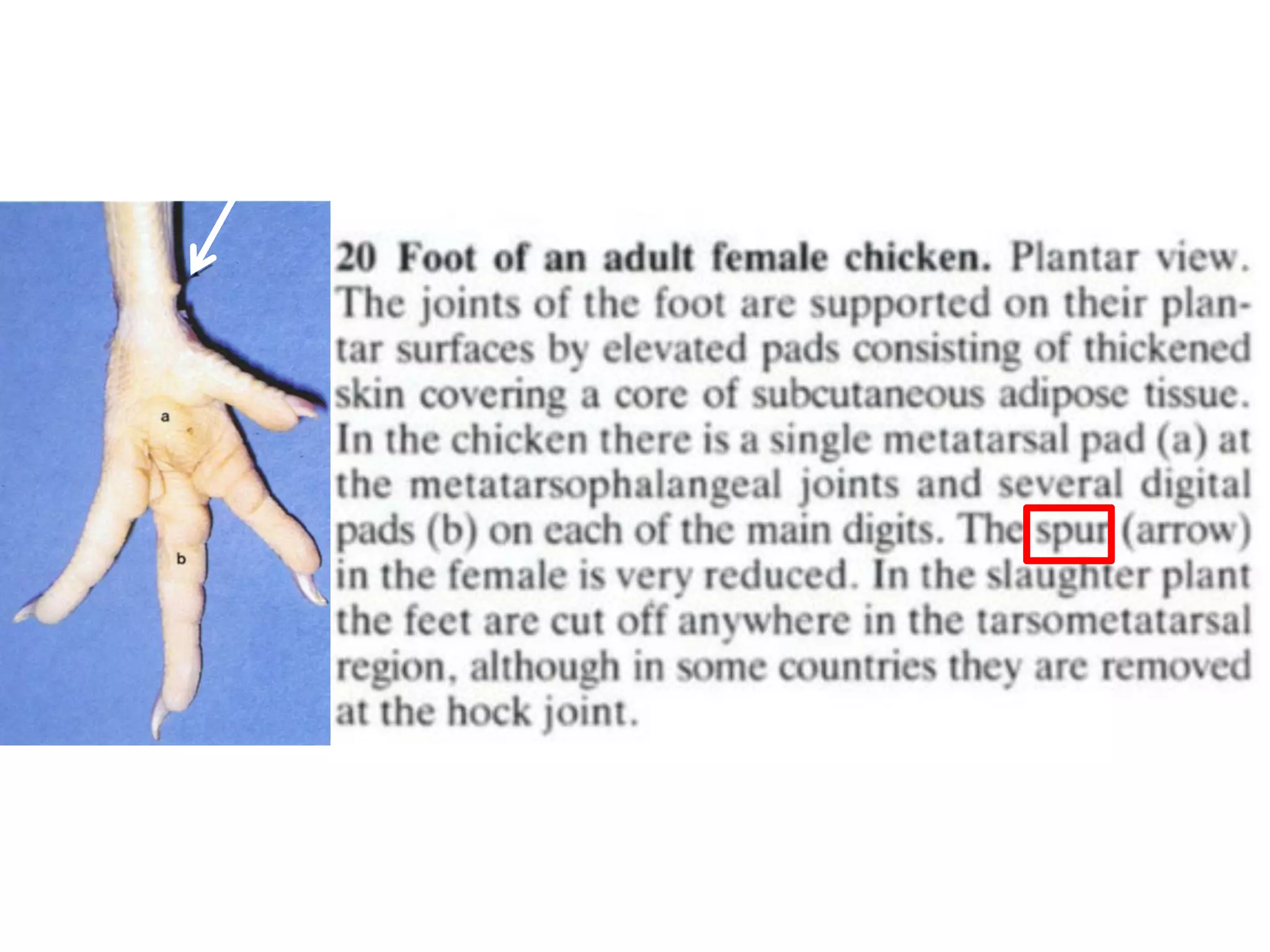 Avian Anatomy of Poultry skeleton | PDF