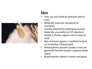 Avian Anatomy of Poultry skeleton | PDF