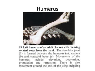 Avian Anatomy of Poultry skeleton | PDF