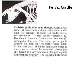 Avian Anatomy of Poultry skeleton | PDF