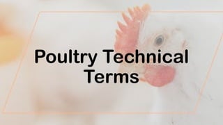 Poultry Technical Termssssssssssssss.pptx