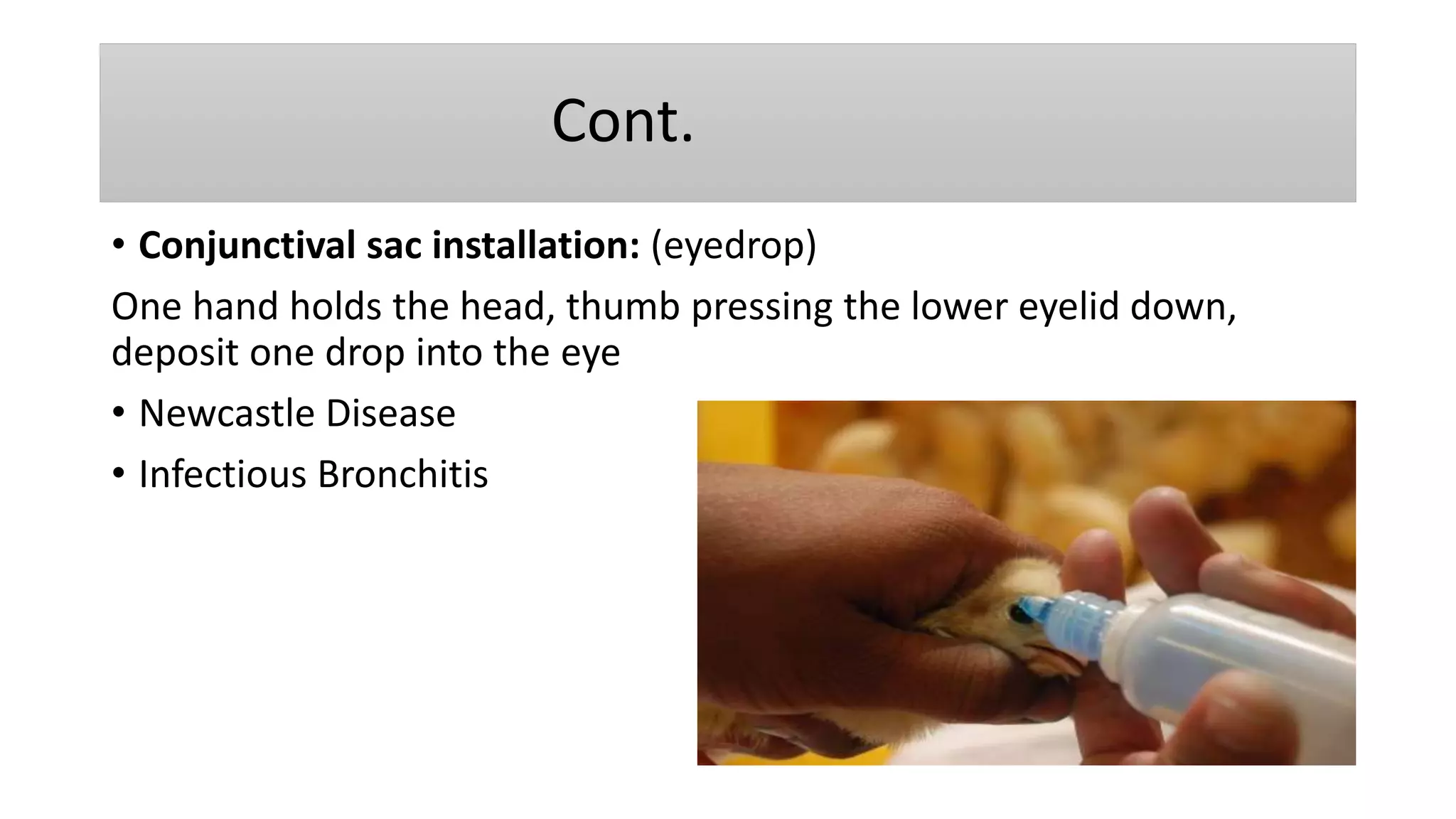 poultry-vaccination-methods-ppt