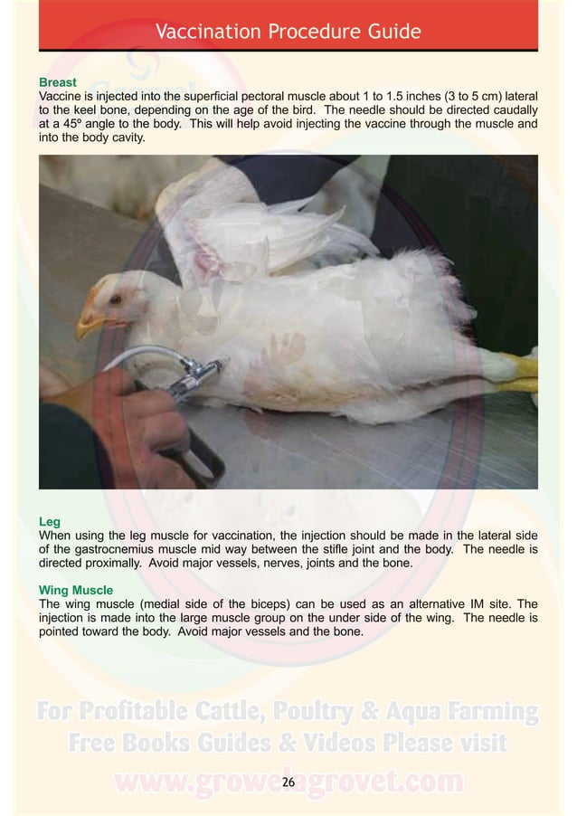 Poultry Vaccination Guide PDF