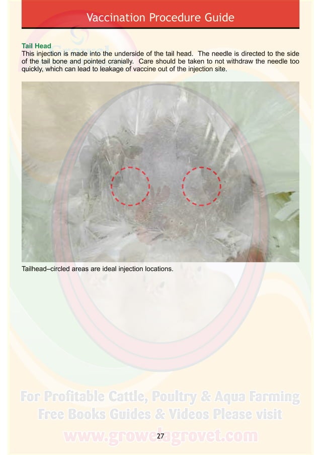 Poultry Vaccination Guide PDF