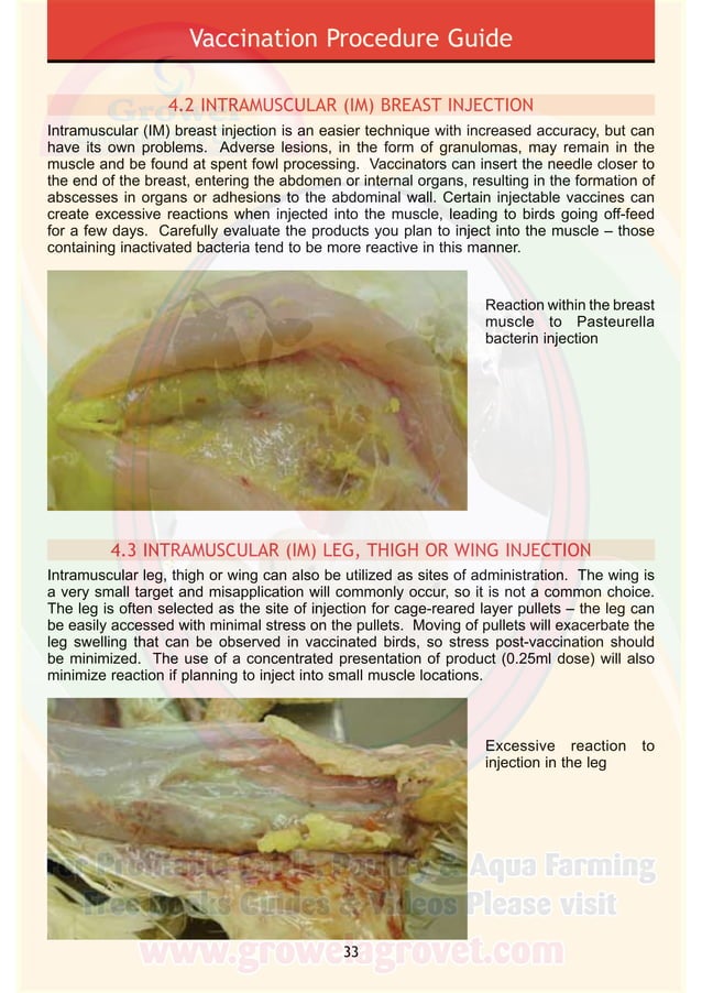 Poultry Vaccination Guide PDF