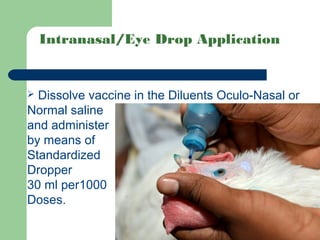 Poultry vaccine application & equipment | PPT