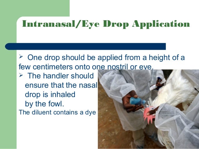 Poultry vaccine application & equipment