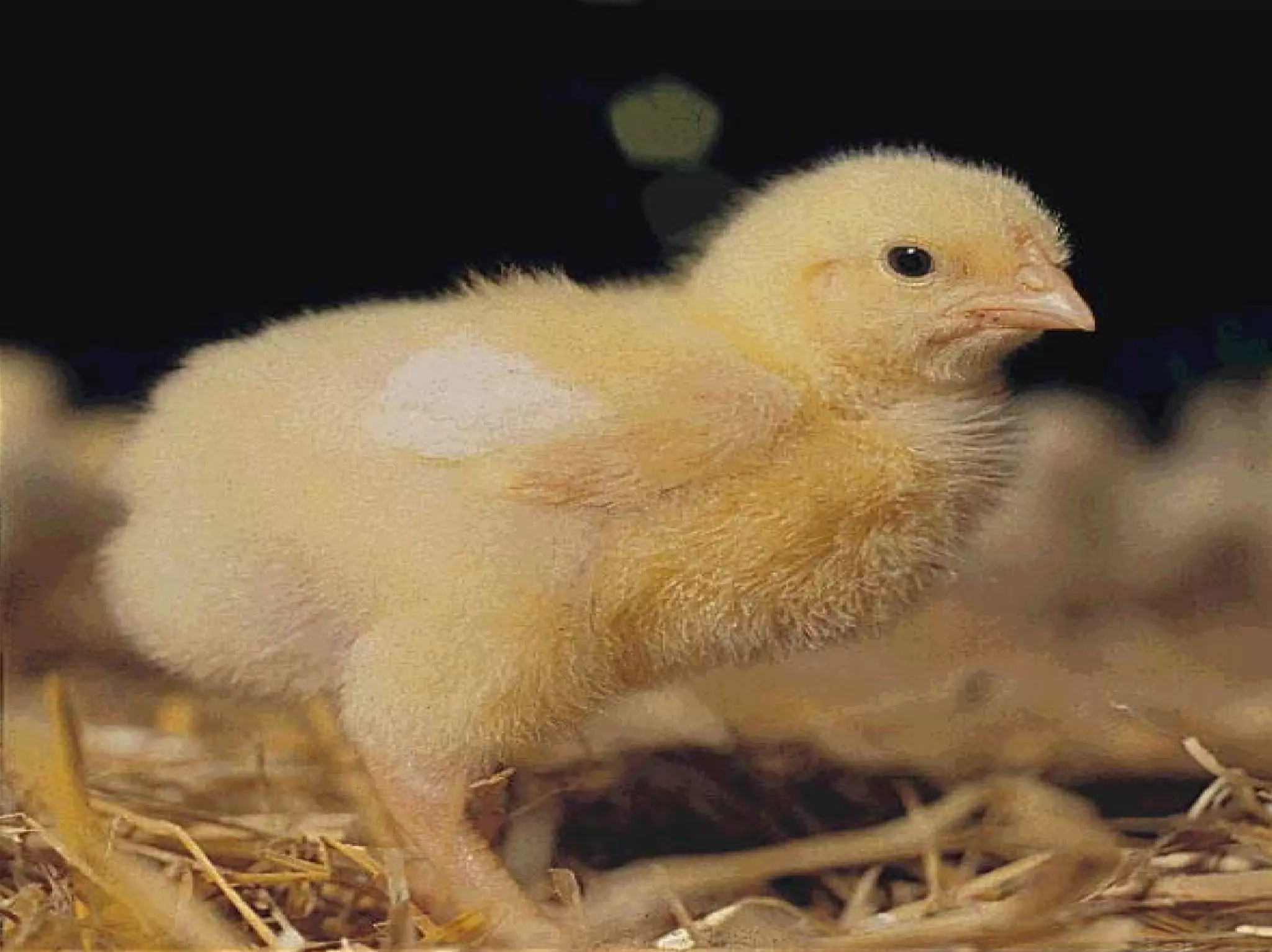 Most birds live in highly technical houses.Most birds live in highly technical houses.
 