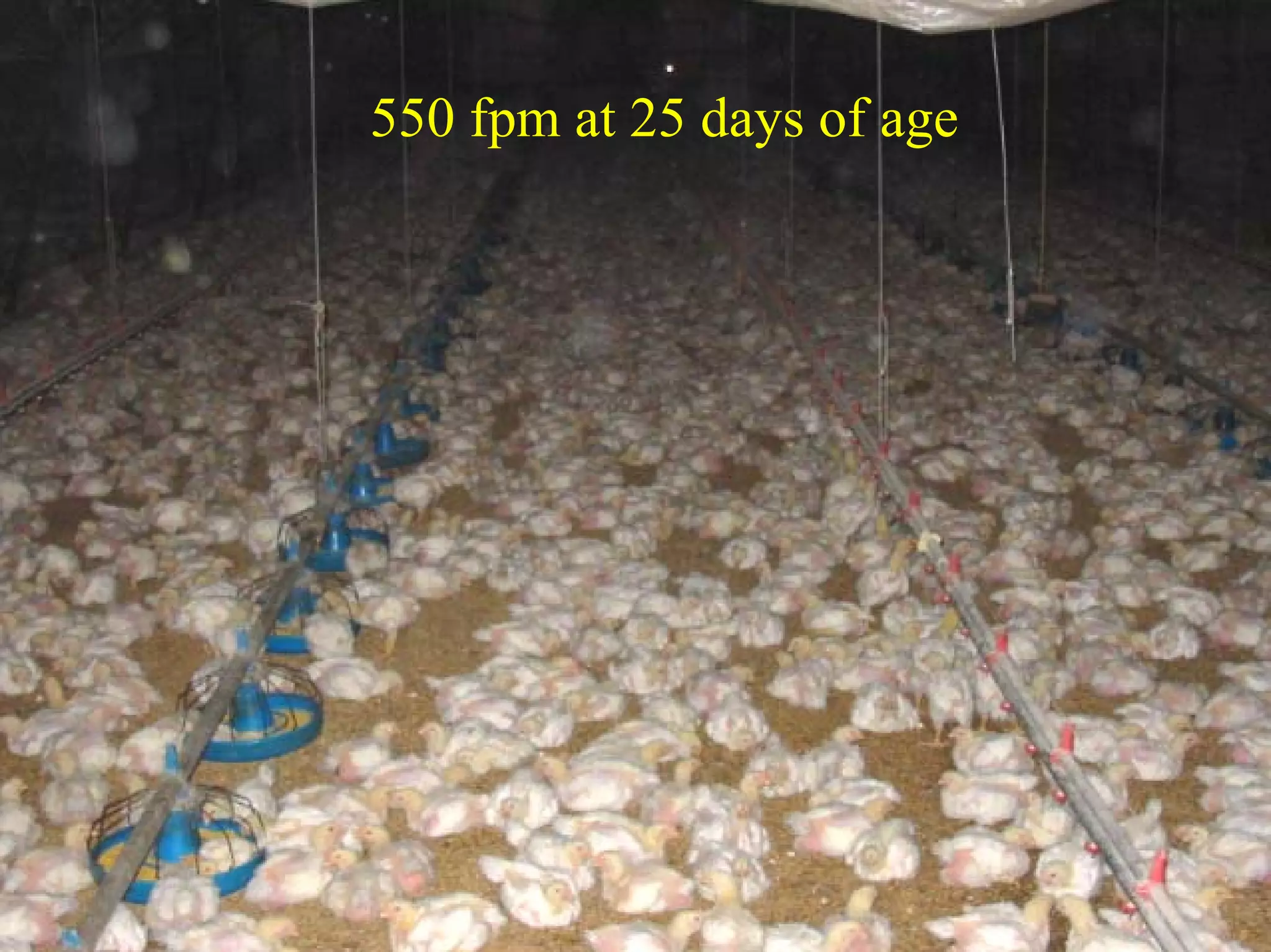 550 fpm at 25 days of age
 