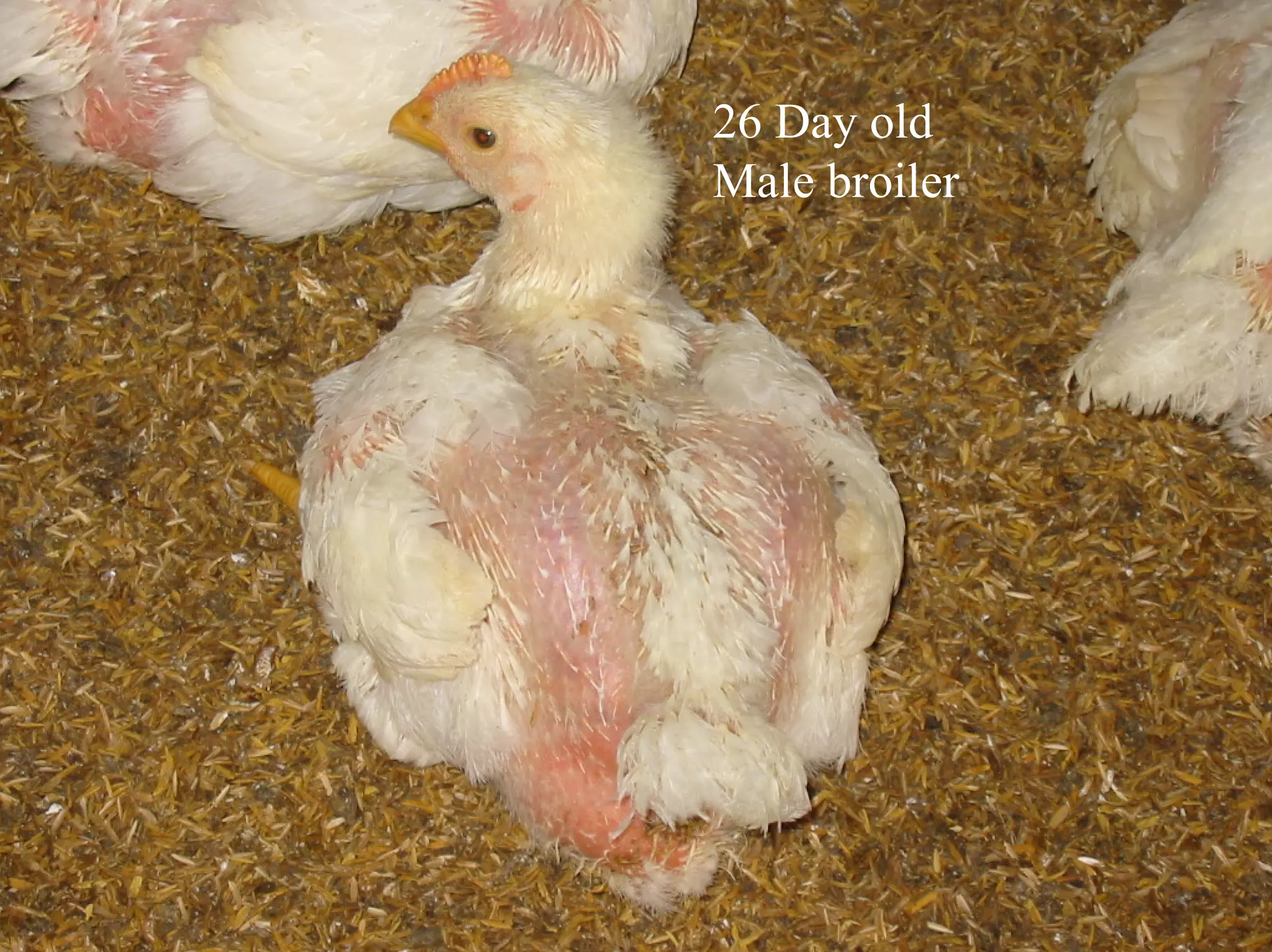 26 Day old
Male broiler
 