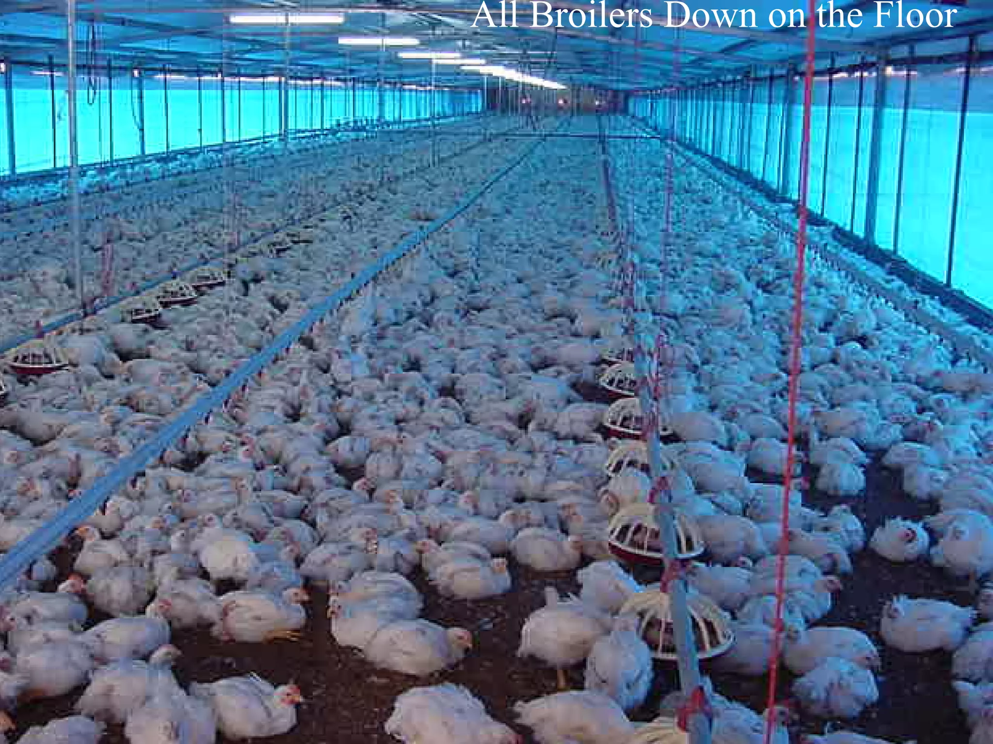 All Broilers Down on the Floor
 