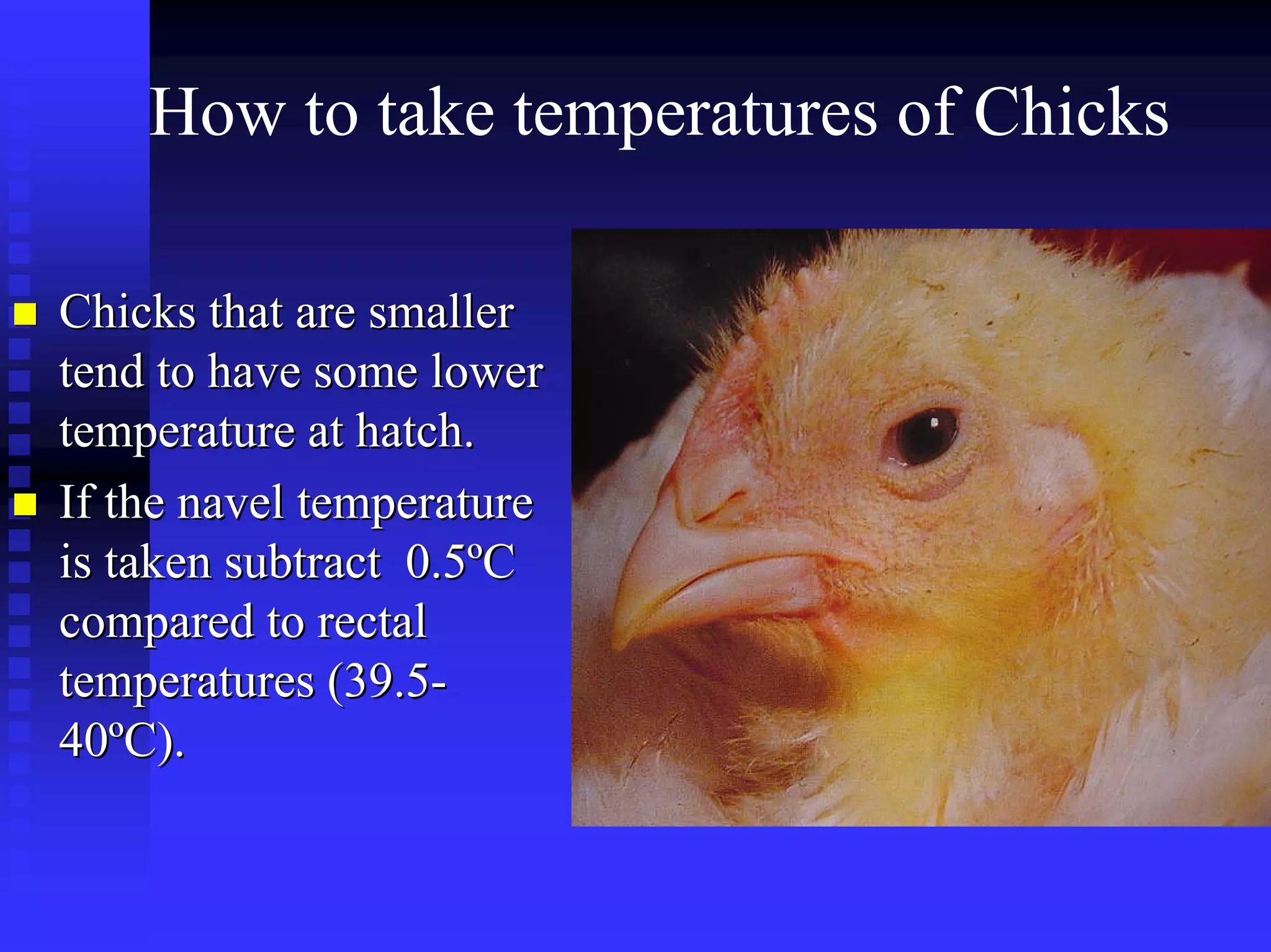 How to take temperatures of Chicks
Chicks that are smallerChicks that are smaller
tend to have some lowertend to have some lower
temperature at hatch.temperature at hatch.
If the navel temperatureIf the navel temperature
is taken subtract 0.5is taken subtract 0.5ººCC
compared to rectalcompared to rectal
temperatures (39.5temperatures (39.5--
4040ººC).C).
 