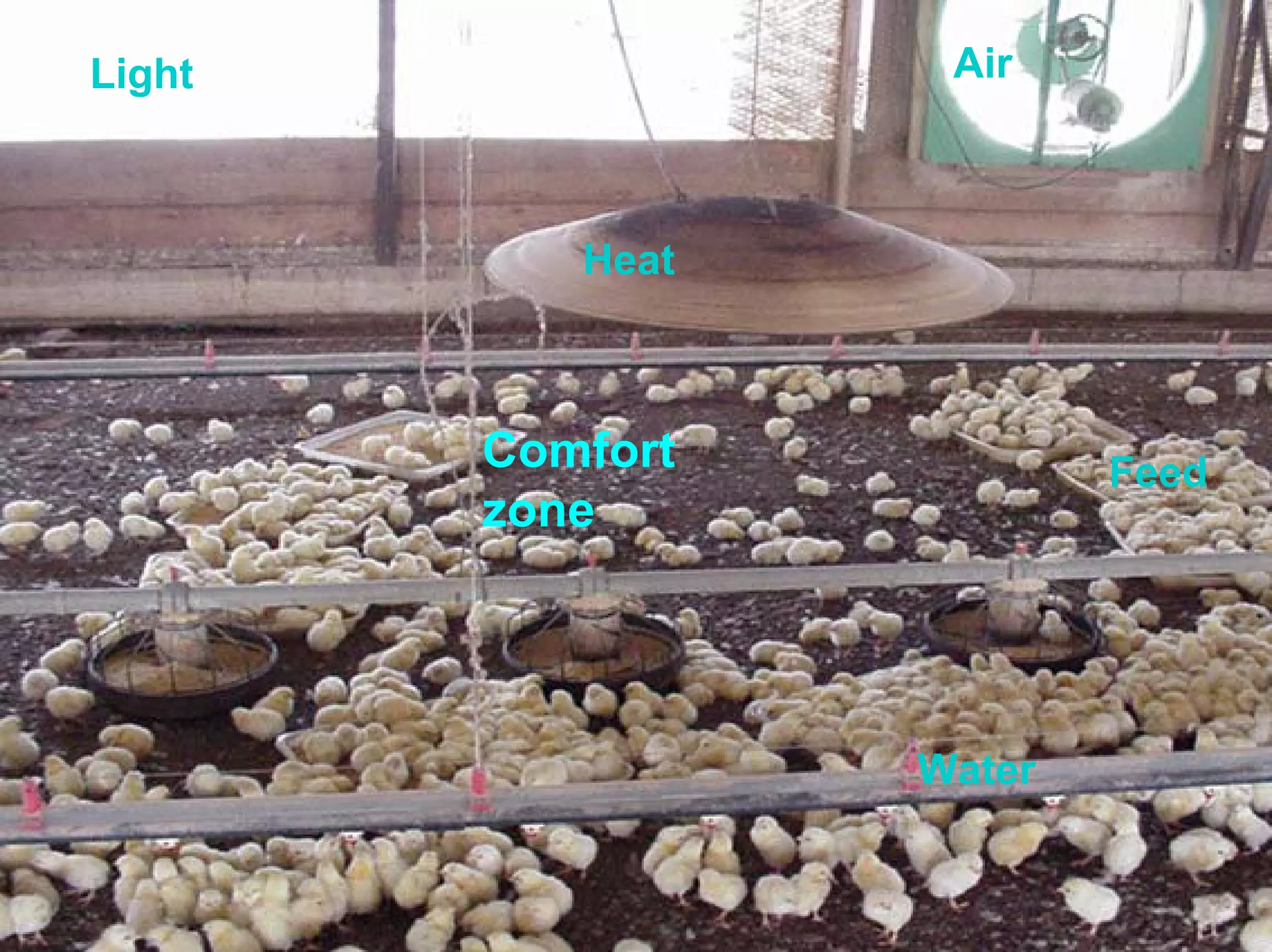 Heat
Light
Feed
Air
Water
Comfort
zone
 