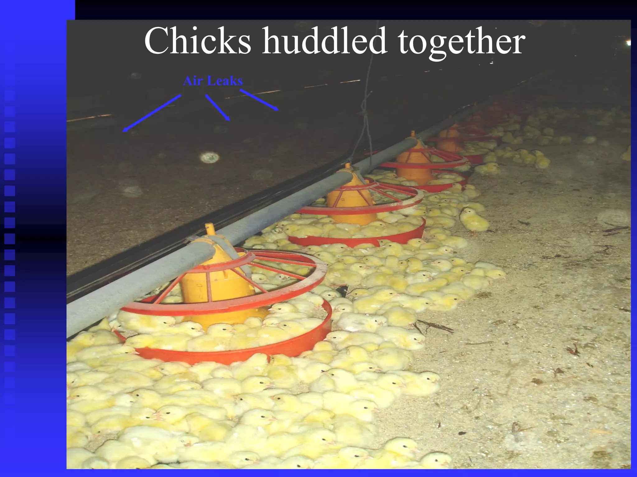 Air Leaks
Chicks huddled together
 